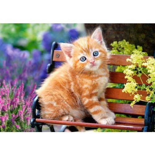 Puzzle Petit Chat Roux Assis Sur Un Banc 500 Pieces - Puzzle Collection Animaux