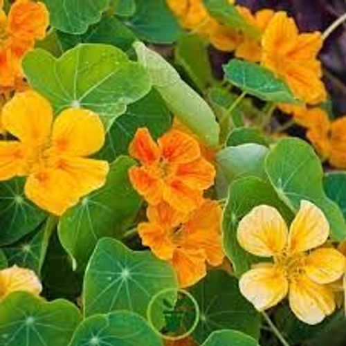 10 Graines De Capucine Variees