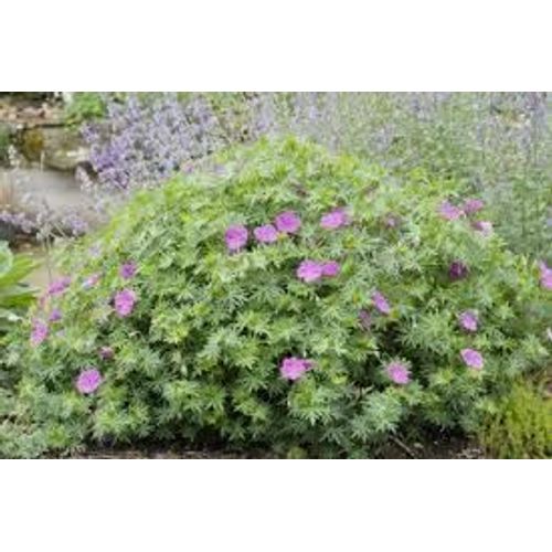 3 Pieds De Géranium Vivace Rose