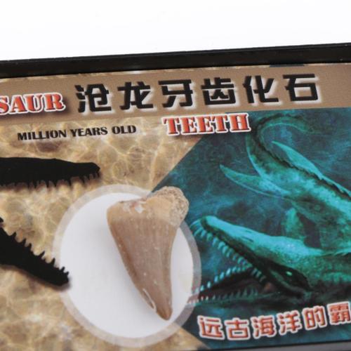 sharprepublic Dents De De Dinosaure Fossiles Animaux Collection Déchantillons Biologie Science Tool 
