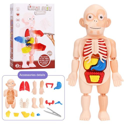 Kit De Jouets Éducatifs À Assembler Soi-Même, Outils D'enseignement De La Médecine Des Organes Du Corps, Puzzle 3d Montessori, Modèle D'anatomie Du Corps Humain