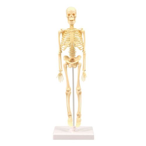 Modèle De Squelette Du Corps Humain, Matériel Pédagogique, Enseignement Des Sciences Et Éducation, Démonstration D'Anatomie Humaine, Jouets À Assembler Soi-Même