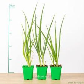 3 Pieds De Ciboulette Verte