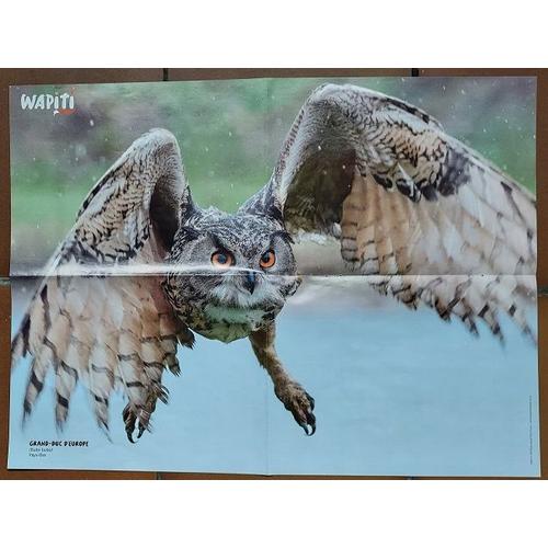 Poster Wapiti Animaux Hibou Grand Duc D'europe - Moutons Shetland