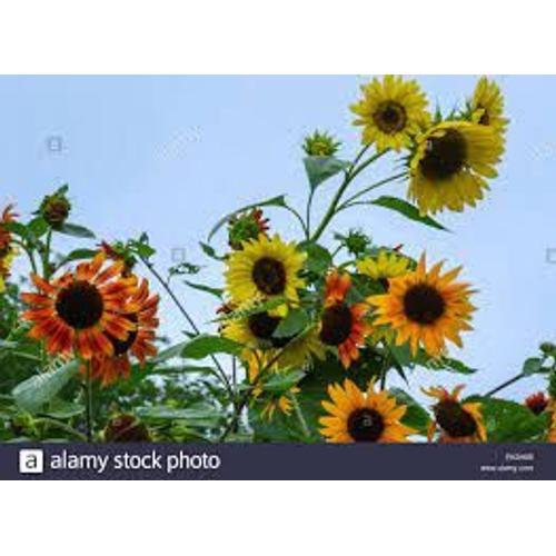 20 Graines De Tournesols Mix Couleurs