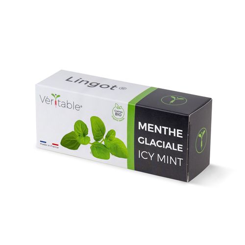 Lingot Menthe Glaciale Bio Pour Potager Véritable