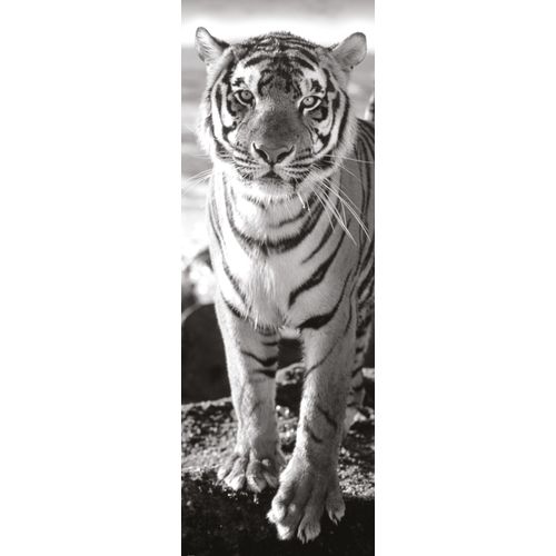 Tigre - Puzzle 1000 Pièces