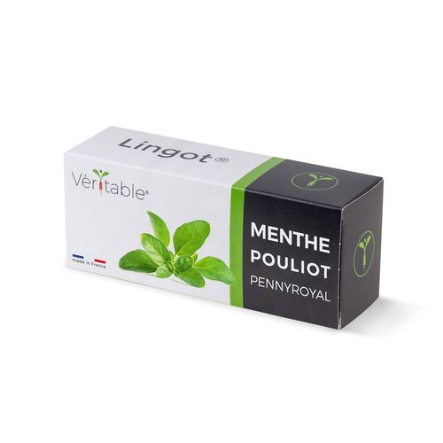 Lingot Menthe Pouliot Pour Potager Véritable