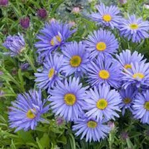 50 Graines Aster Bleues