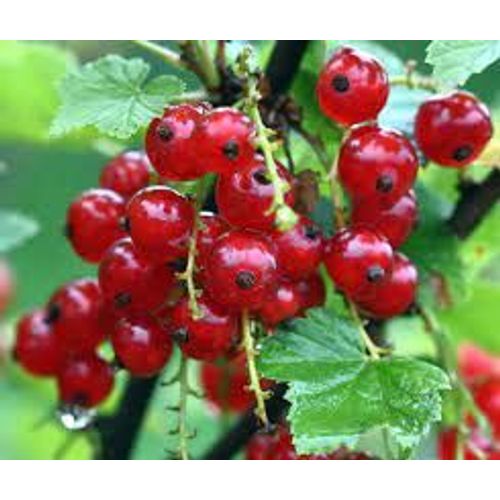 3 Pieds De Groseillers À Fruits D'environ 20 À 30 Cm