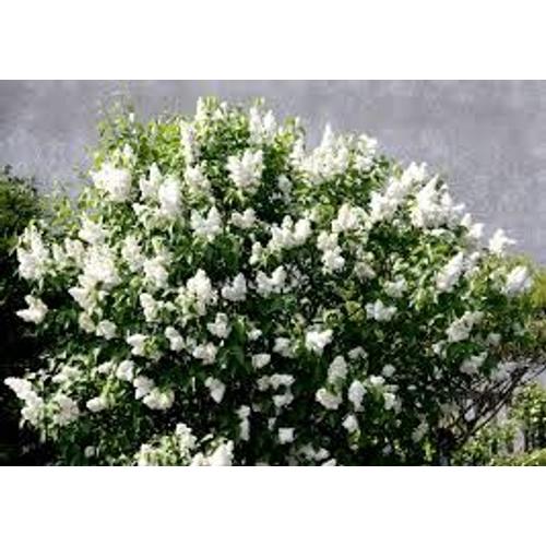 lilas blanc double pied - plante | Rakuten