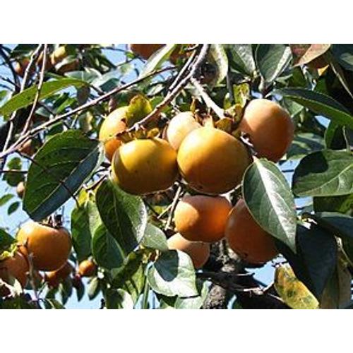 10 Graines De Plaqueminier, Diospyros Kaki, Plaqueminier Du Japon, Figuier Caque, Plaqueminier Kaki