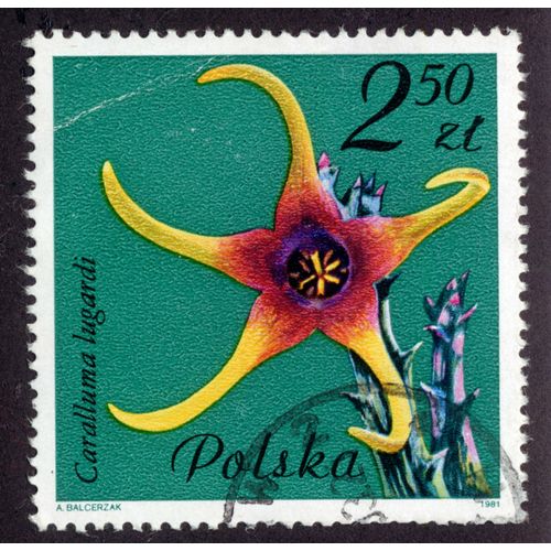 Timbre Polska.2,50 Zl.Caralluma Lugardi.1981.