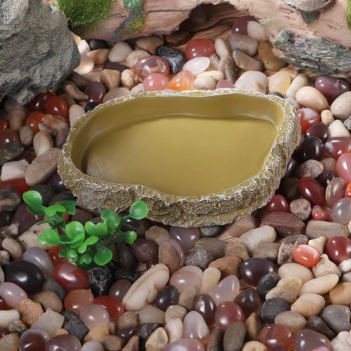 Plateau D'alimentation Pour Animaux De Compagnie, 1 Pièce, Bol D'alimentation Pour Reptiles, Vivarium, Nourriture Et Eau, Bol En Résine Pour Tortue Gecko, Serpent, Plateau D'élevage Pour Animaux De Compagnie