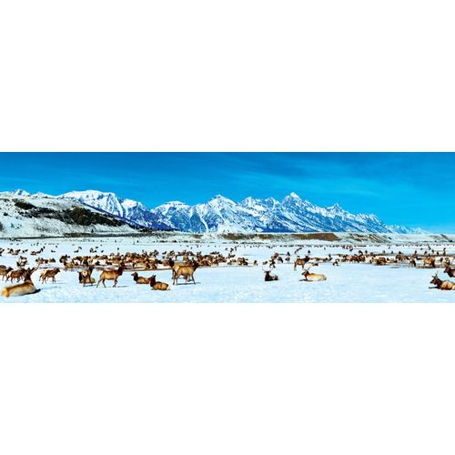 Elk Refuge - Puzzle 1000 Pièces