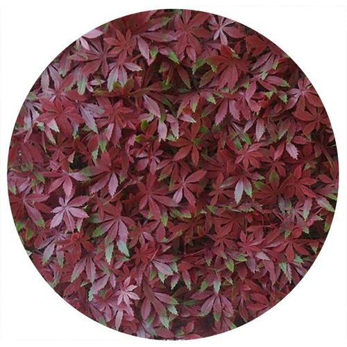 Plaques Clipsables De Feuillage Artificiel 1m? (Lot De 4) Vigne Vierge Rouge