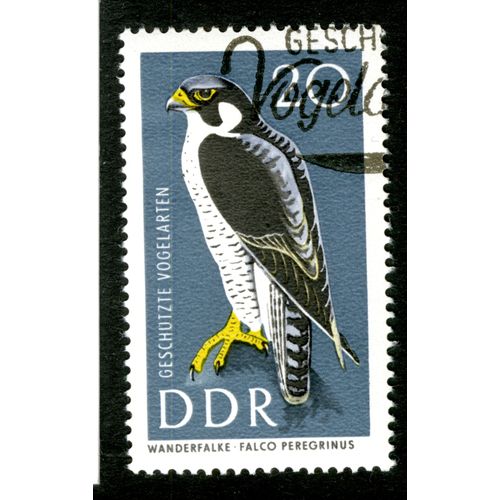 Timbre Oblitéré Ddr 20, Geschutzte Vogelarten, Wanderfalke Falco Peregrinus
