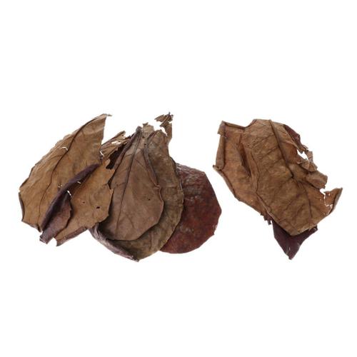 Feuilles De Catappa En Amande Indienne, 10 Pièces, Ph Plus Bas, Pour Aquarium Bony4461