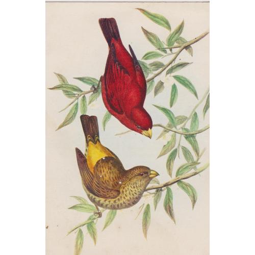 Cipaye Écarlate - Haematospiza Sipahi 6 Peint Par Gould Famile Des Fringillidae - Oiseaux