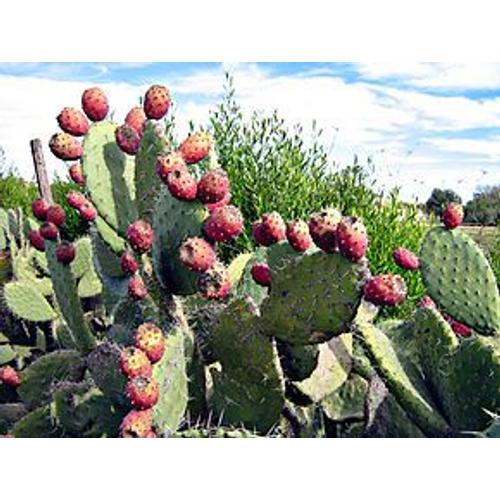 10 Graines De Figuier De Barbarie, Opuntia Ficus-Indica