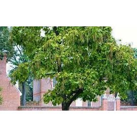 Catalpa Commun 10 Graines