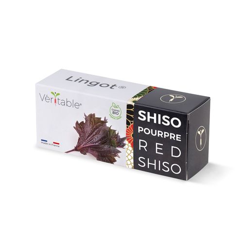 Lingot Shiso Pourpre Bio Pour Potager Véritable