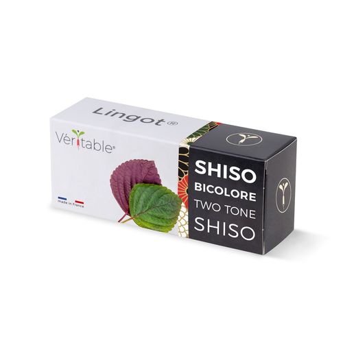 Lingot Shiso Bicolore Pour Potager Véritable