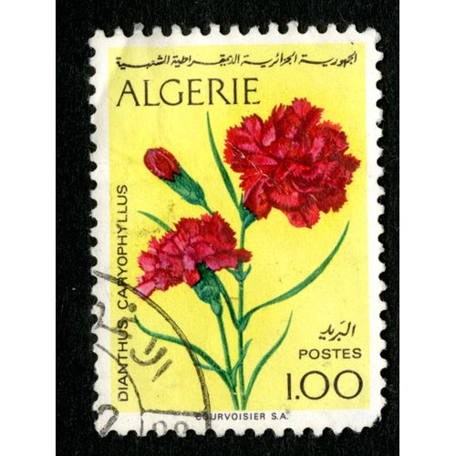 Timbre Oblitéré Algérie, Dianthus Caryophyllus, Postes, 1.00