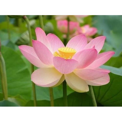 3 Graines De Nelumbo Nucifera Rose Lotus Sacré