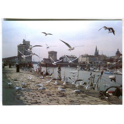 Carte Postale - " Vieux Port : Mouettes Affamées En Hiver " - La Rochelle - Charente-Maritime - 17
