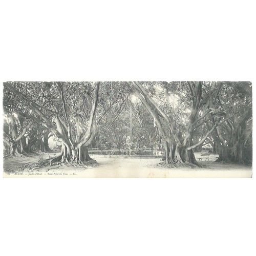 Carte Postale Ancienne ## Alger - Jardin D'essai - Rond-Point Des Ficus