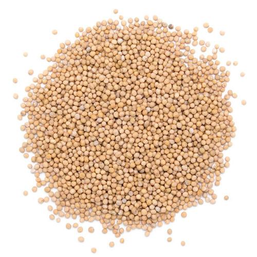 Graines De Moutarde Plante Aromatique Épice Sachet De 100 G