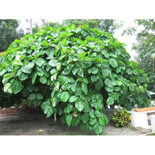 10 Graines De Ficus Auriculata, Figuier De Roxburgh