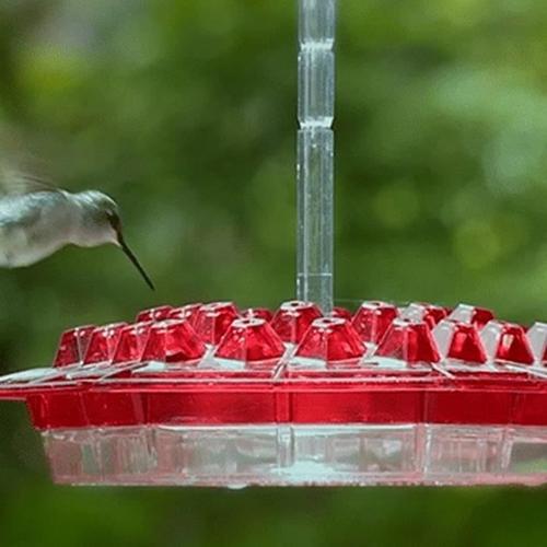 Mangeoire pour colibri