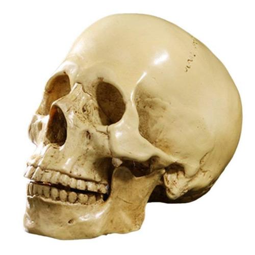 Nouveau modèle 1: 1 résine crâne humain anatomique enseignement décoration jaune
