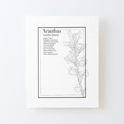 Canevas imprimer Acanthe spineuse Impression sur toile DIY installer 40x50cm