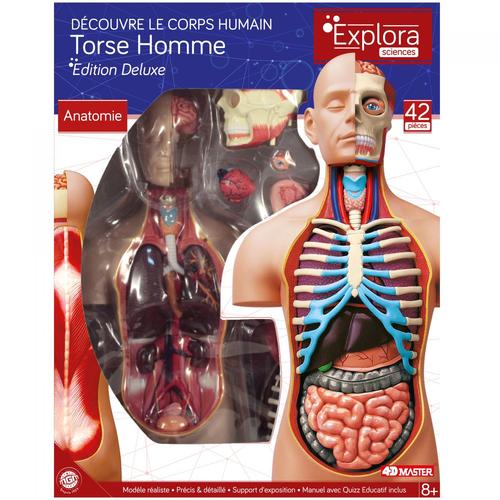 Le corps humain - modèle d'anatomie torse avec organes deluxe