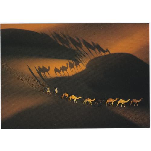La Terre Vue Du Ciel : Trains De Dromadaires Près De Nouakchott, Mauritanie - Carte Postale Grand Format - Yann Arthus-Bertrand