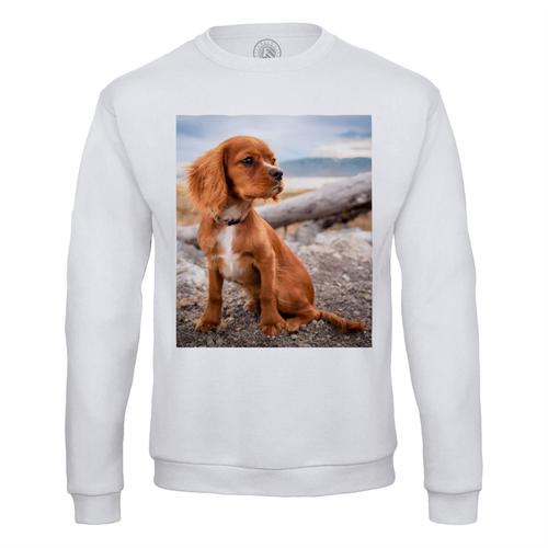 Sweat Shirt Homme Cavalier King Charles Petit Chien Marron Plage Nature Mignon