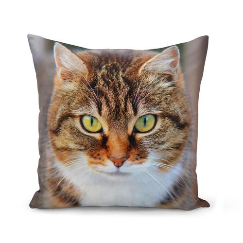 Housse De Coussin 40x40 Cm Magnifique Chat Tigre A Poil Long Gros Plan Yeux Vert