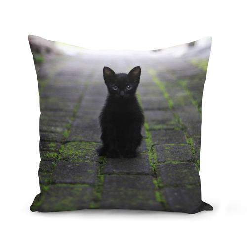 Housse De Coussin 40x40 Cm Chatons Bebe Chat Noir Rue Pave Mignon Yeux Bleu Rakuten