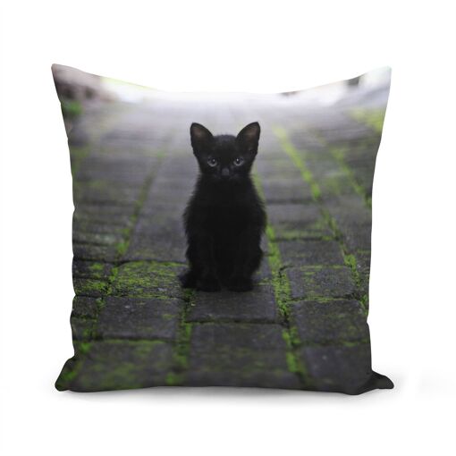 Housse De Coussin 40x40 Cm Chatons Bebe Chat Noir Rue Pave Mignon Yeux Bleu Rakuten Housse De Coussin 40x40 Cm Chatons Bebe Chat Noir Rue Pave Mignon Yeux Bleu Rakuten