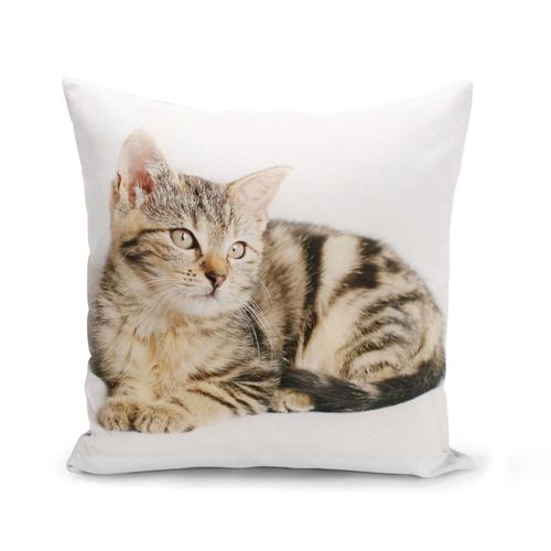 Housse De Coussin 40x40 Cm Splendide Chaton Tigre Yeux Gris Europeen Mignon Chat