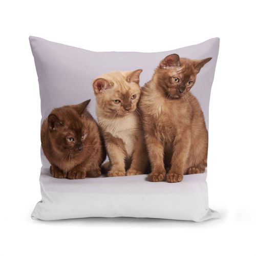 Housse De Coussin 40x40 Cm Bebe Chats Siamois Persan Poils Longs Chat Trio Mignon