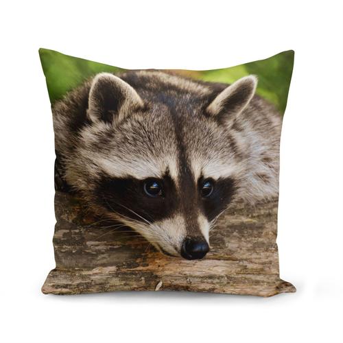 Housse De Coussin 40x40 Cm Raton Laveur Animal Sauvage Mignon Photo Nature