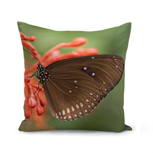 Housse De Coussin 40x40 Cm Papillon Noir Pose Sur Une Fleur Belle Photo De Nature Insecte