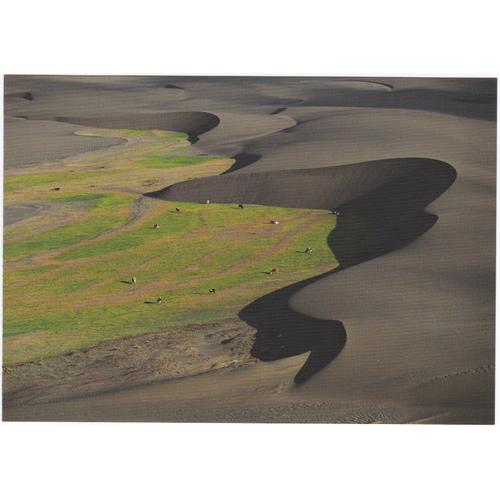 La Terre Vue Du Ciel : Vaches Laitières Passant Entre Les Dunes, Région Du Maule, Chili - Carte Postale Grand Format - Yann Arthus-Bertrand
