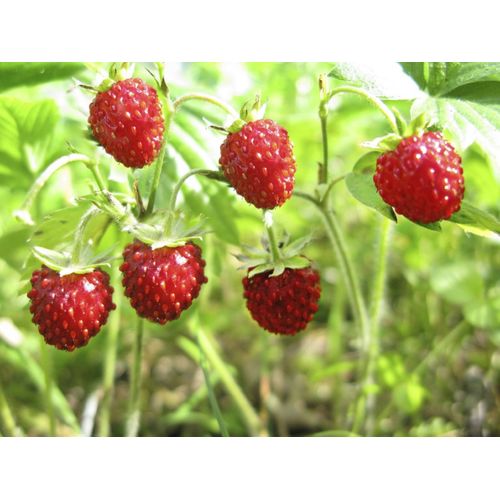 100 Graines De Fraise Des Bois