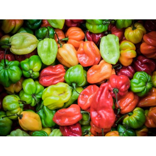 25 Graines De Piments Antillais Habanero