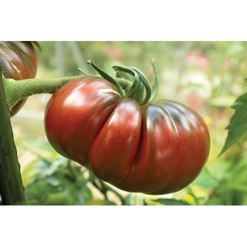 35 Graines De Tomate Noire De Crimée (Origine Française)